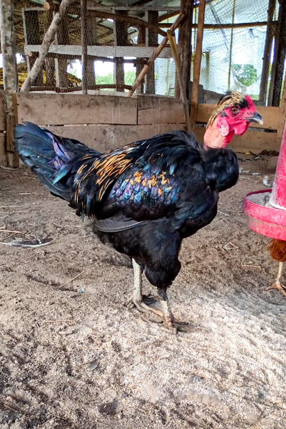 WhatsApp Image 2025-04-03 at 7.35.04 PM (1) copia.jpg